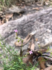 Cordylostigma virgatum