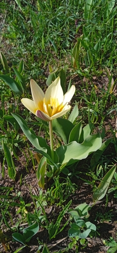 Image of Tulipa kaufmanniana by (c) Igor Karyakin, some rights reserved (CC BY)