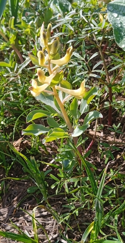 Corydalis ledebouriana (Corydalis ledebouriana)