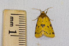 Azenia obtusa