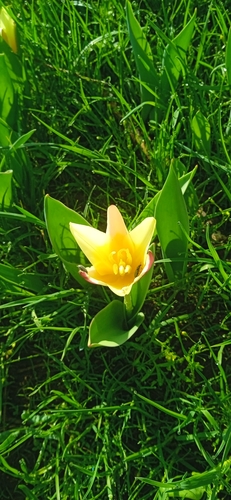 Image of Tulipa kaufmanniana by (c) Igor Karyakin, some rights reserved (CC BY)