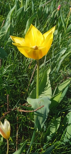 Image of Tulipa kaufmanniana by (c) Igor Karyakin, some rights reserved (CC BY)