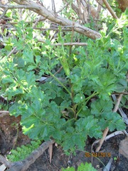 Glia prolifera