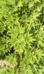 Pelargonium citronellum