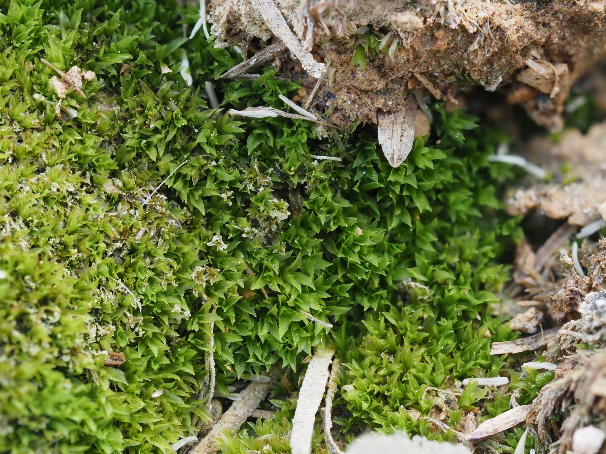 Scopelophila cataractae