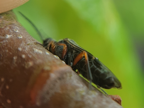 Vestigial Weeper, 6708 PB Wageningen, Alankomaat, photo 8 of 10