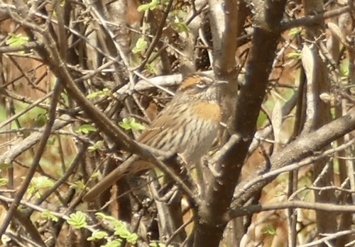 Rufous-breasted Accentor (Prunella strophiata), photo 6