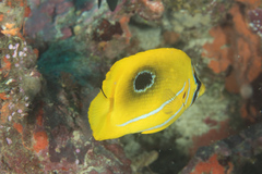 Chaetodon bennetti
