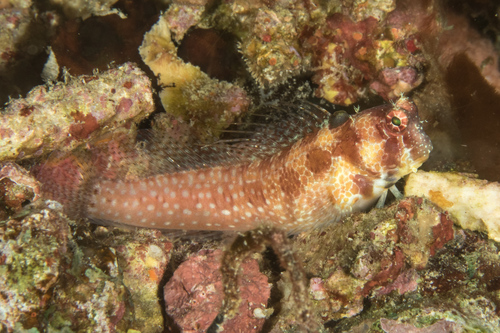 Big spot blenny (Crossosalarias macrospilus) — Blenniidae — 5