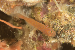 Trimma macrophthalmus