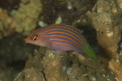 Pseudocheilinus hexataenia