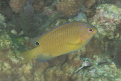 Pomacentrus spilotoceps