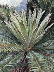 Encephalartos transvenosus