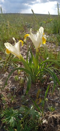 orchid iris (Iris orchioides)
