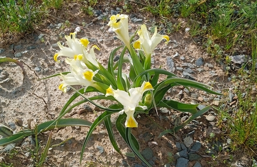 Image of Iris orchioides by (c) Igor Karyakin, some rights reserved (CC BY)