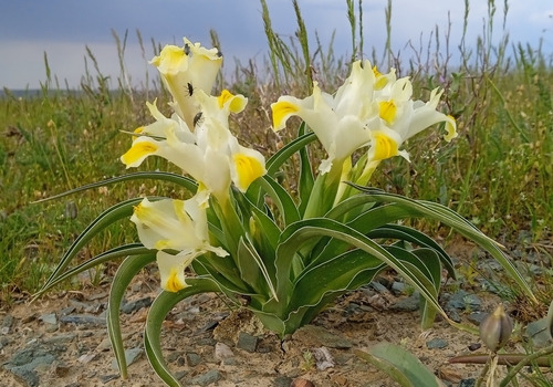 Iris orchioides, photograph 4