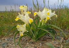Iris orchioides, photograph (c) Igor Karyakin, some rights reserved (CC BY)