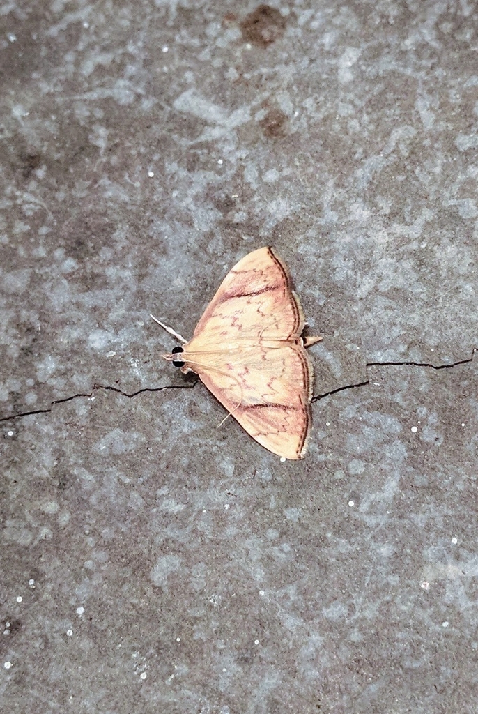 Pyrausta obliquata