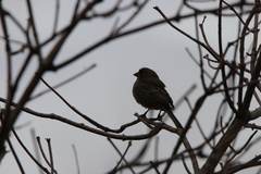 Haemorhous mexicanus