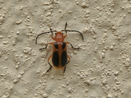 Four-spotted Texas Phyllobrotica photo 5