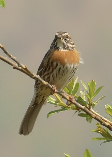 Rufous-breasted Accentor (Prunella strophiata), photo 7