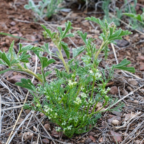 Image of Spermolepis lateriflora by (c) Andrew Tree, some rights reserved (CC BY)