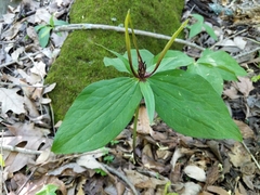 Trillium viridescens