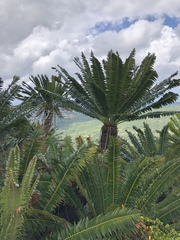 Encephalartos transvenosus