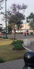 Jacarandeae