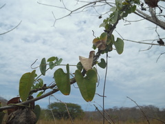 Aristolochia taliscana