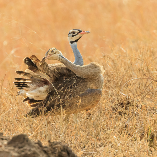 White-bellied Korhaan