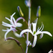Agavaceae - Photo (c) Ken-ichi Ueda, alguns direitos reservados (CC BY), uploaded by Ken-ichi Ueda