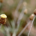 Phagnalon - Photo (c) biodivinf, algunos derechos reservados (CC BY-NC-SA)