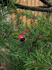 Bombus pratorum