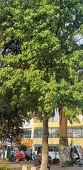 Liquidambar