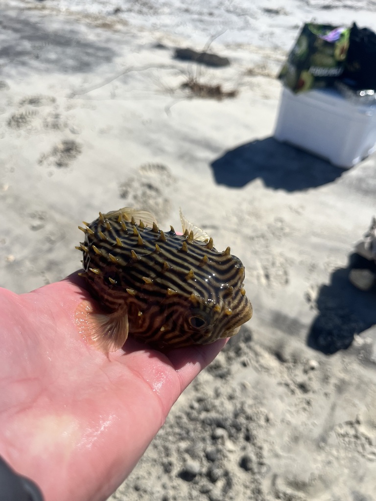 Striped Burrfish from Georgetown County, SC, USA on April 5, 2024 at 11 ...