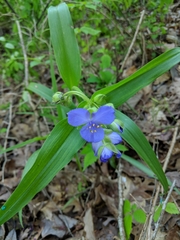 Tradescantia ernestiana