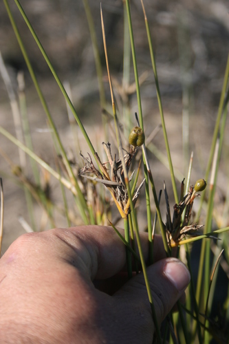 Image of Bobartia filiformis by (c) Jacques van der Merwe, some rights reserved (CC BY-SA)