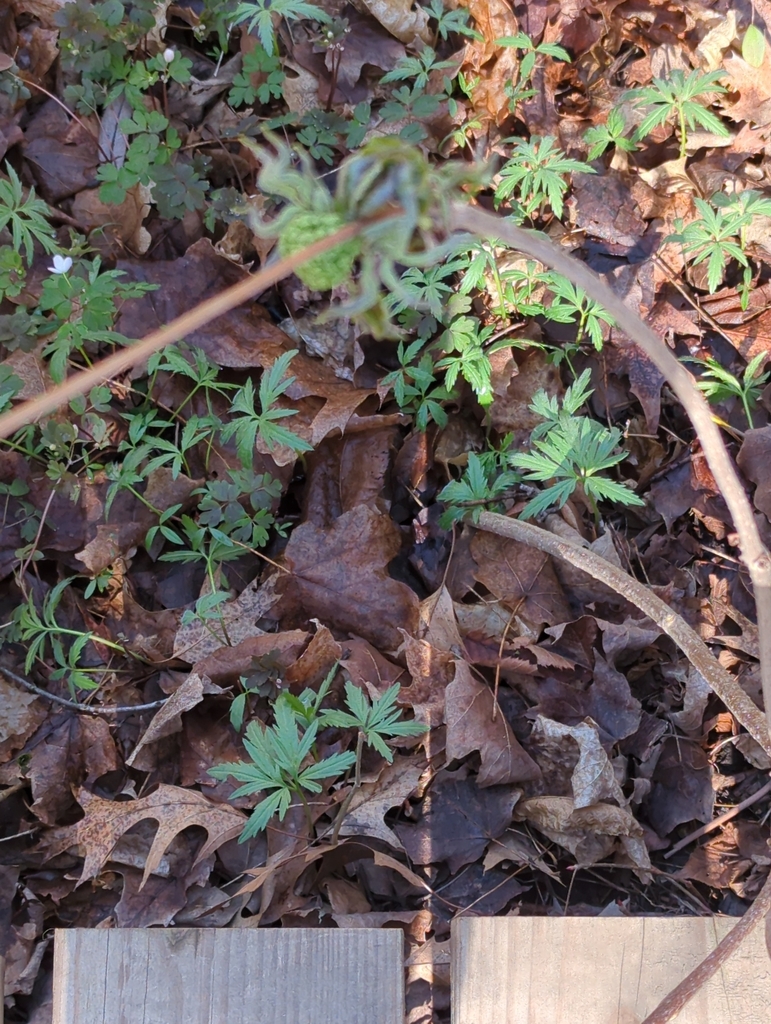 Cut Leaved Toothwort From Rice County Us Mn Us On April At