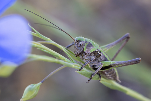 Margasis žiogas nuotrauka