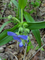 Tradescantia ernestiana