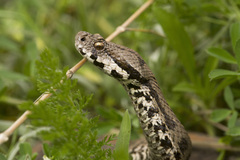 Armenian Viper photo 3