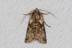 Abrostola microvalis