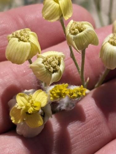 Image of Baileya pauciradiata by (c) Jason Schock, some rights reserved (CC BY)