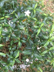 Trachelospermum jasminoides