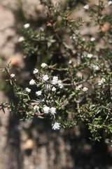Phylica parviflora