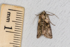 Abrostola microvalis