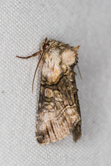 Abrostola microvalis