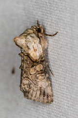 Abrostola microvalis