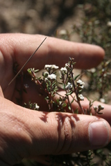 Phylica parviflora